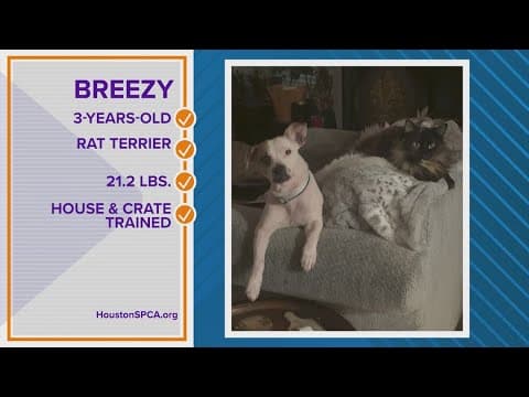 Pawfect Match: Meet Breezy, a 3-year-old rat terrier