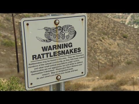 San Diego's summer heat shifts rattlesnake behavior, moods. What to know: