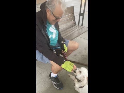 Tacoma dog owner urges awareness after pet dies from suspected fentanyl overdose