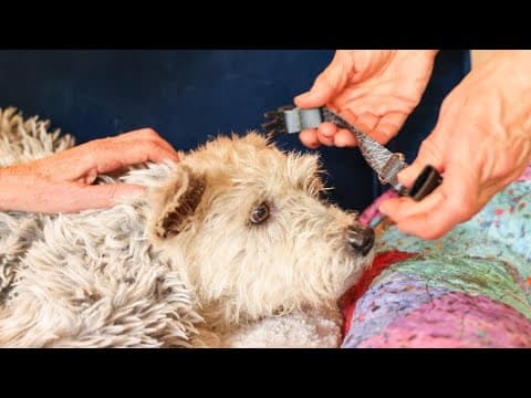 Runaway dog Scrim captured after months on the run in New Orleans