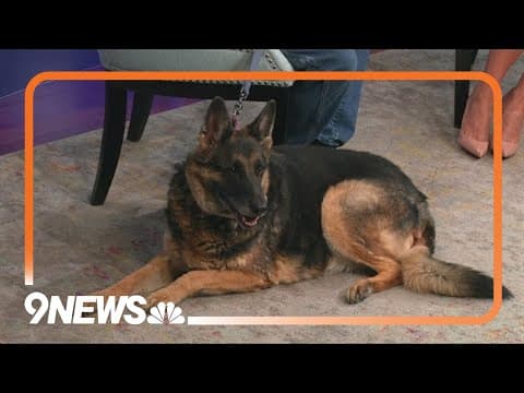 Sweet pup needs a loving home after previous owner's passing