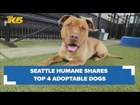 Seattle area shelters share their top 4 dogs and cats in need of homes