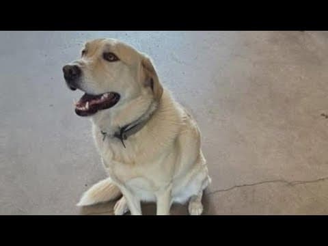 North Texas fire dog, Riggs, died after being struck by vehicle, department says