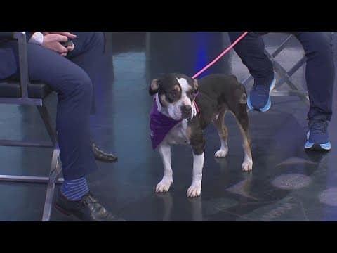 Tailwaggers: Meet Sophia