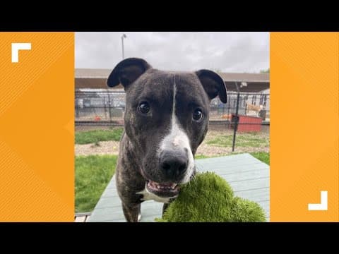 Pets of the Week: 7-6-2024
