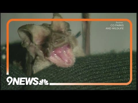 Bat in Arvada is Jefferson County's first rabid animal of the year