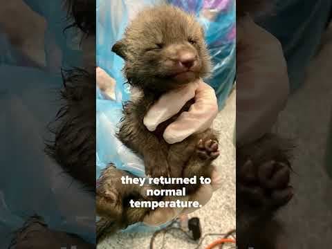 Here are 3 things to know from #KARE11 Sunrise for the week ending Feb. 17. #sunrisers #shorts