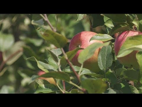Some apple orchards delay openings due to climate