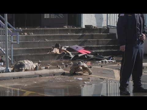 More than 500 animals killed in fire at Dallas shopping center, officials say