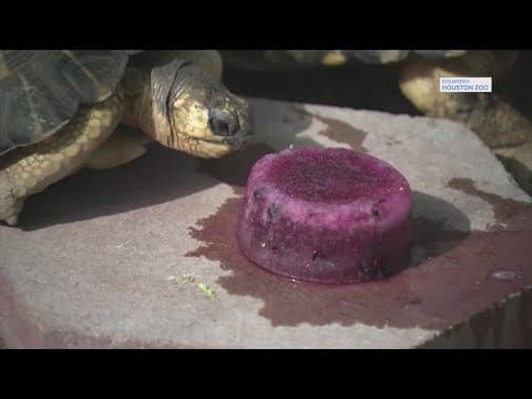 How the Houston Zoo keeps its animals cool during extreme heat