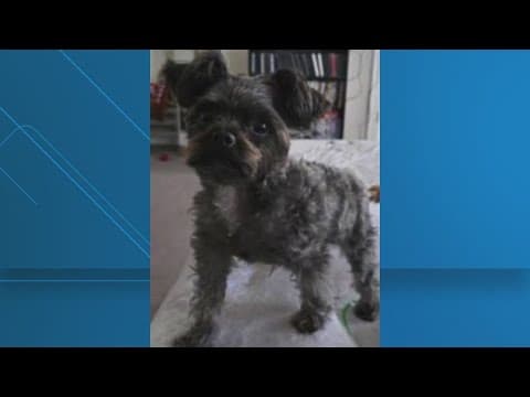 Police search for teacup Yorkie stolen along with vehicle in Prince George's County