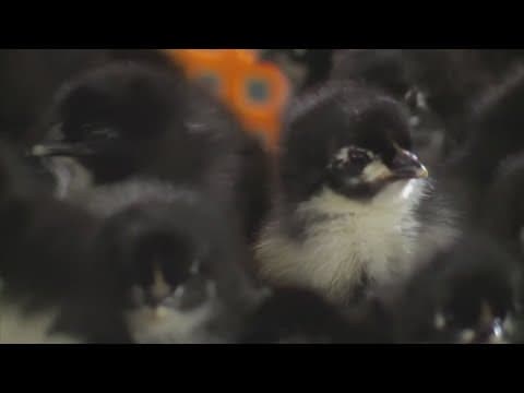 Is it worth it to raise chickens to save on eggs?