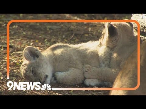 Denver Zoo lion cubs make public debut