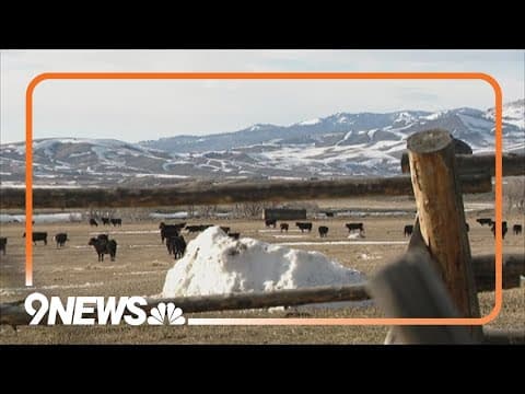 Governor's office responds to requests for state to take action after wolves kill cattle