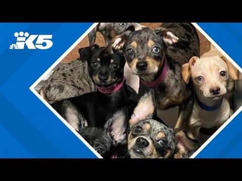 Over 100 dogs rescued from Auburn home in 'historic' operation