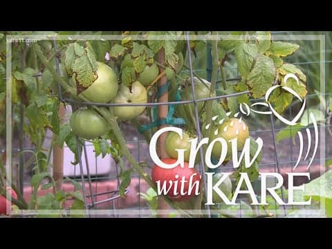 Grow with KARE: Tomato tips