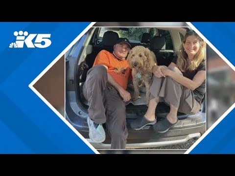 Have you seen Yofi? Seattle couple says their beloved senior dog was stolen outside grocery store