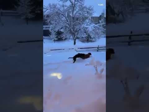 Dogs play in Colorado snow