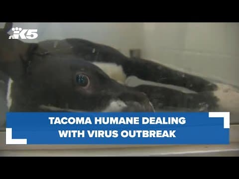 Tacoma Humane Society deals with virus outbreak