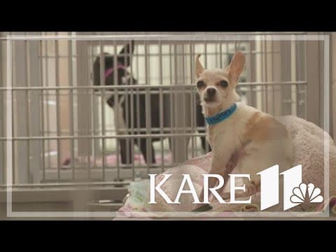 'Pause 4 Paws' highlights need for foster homes for dogs and cats