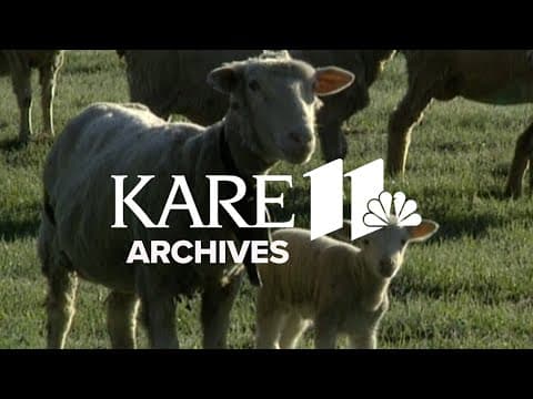 Sheep Dogs (1997) | From the Archives