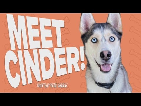 Pet Rescue of the Week: Cinder