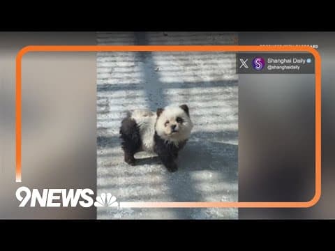 Zoo in China goes viral for disguising dogs as pandas