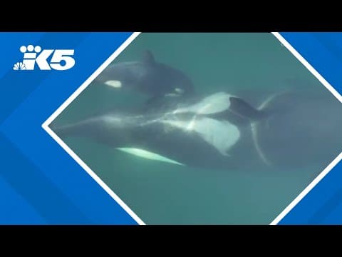 Days old Southern Resident orca calf spotted