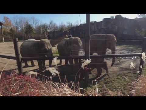 Columbus Zoo president cites 'concerted effort' by leadership in regaining AZA 
accreditation