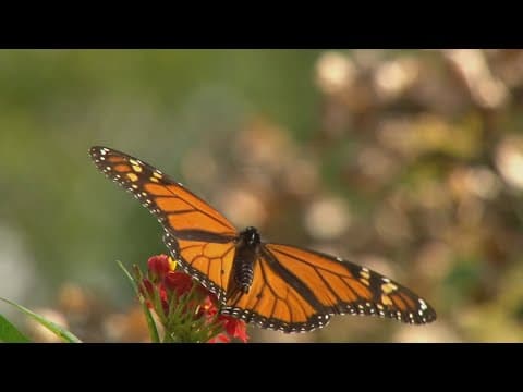 Project Milkweed: TDOT continues program offering free Milkweed seeds to support pollinators
