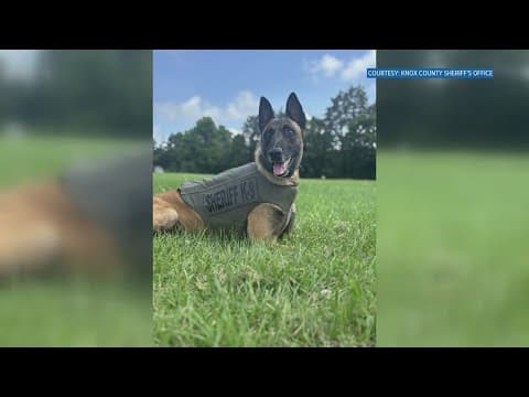 Knox County K-9s get new protective vests thanks to nonprofit