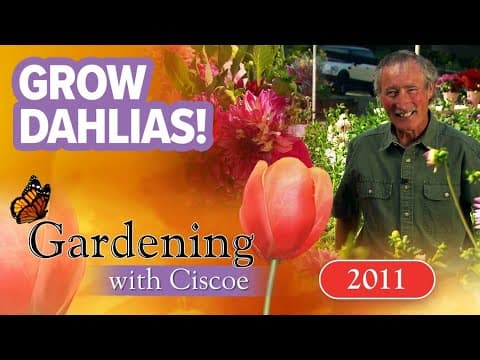 Tips to grow perfect dahlias | Gardening with Ciscoe | Full Episode