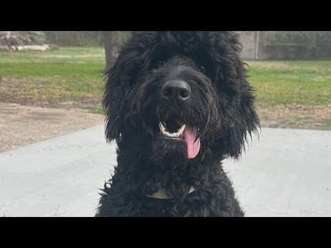 Splendora families ask for help finding beloved Goldendoodles