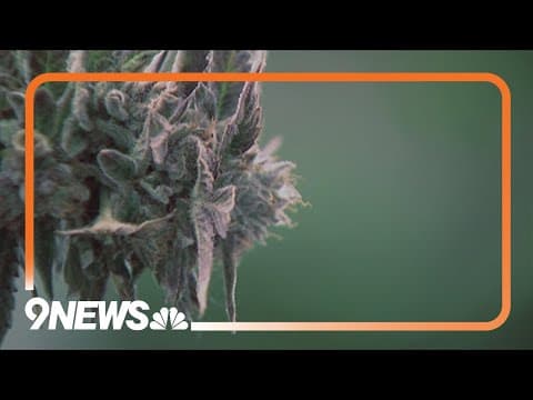 State regulators consider new testing program for marijuana products