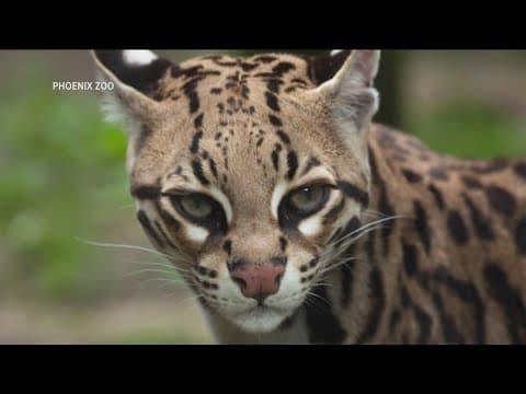 Rare ocelot sighting stuns researchers in Arizona
