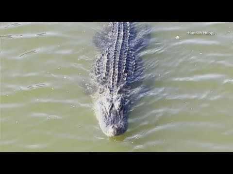 New Giant Gator in Bayou-Saint-John | Seen by Guinness Record Holder Hannah Huppi