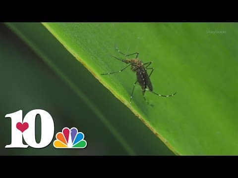 VERIFY: Are mosquitoes attracted to certain colors?