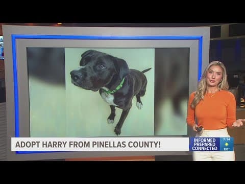 Give Harry from Pinellas County a fur-ever home!