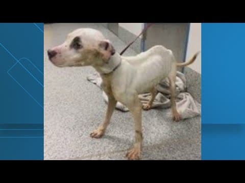 'Extremely emaciated' dog found abandoned at Woodbridge park, animal cruelty investigation underway