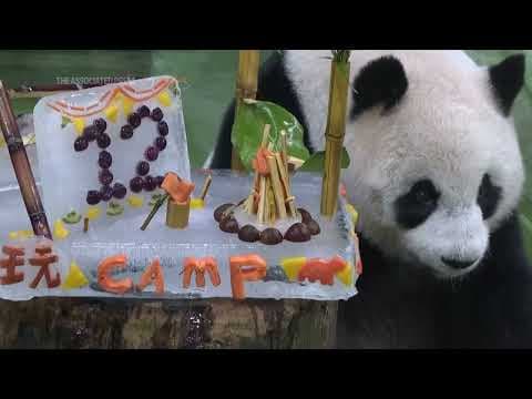 First panda to be born in Taiwan celebrates 12th birthday at Taipei Zoo