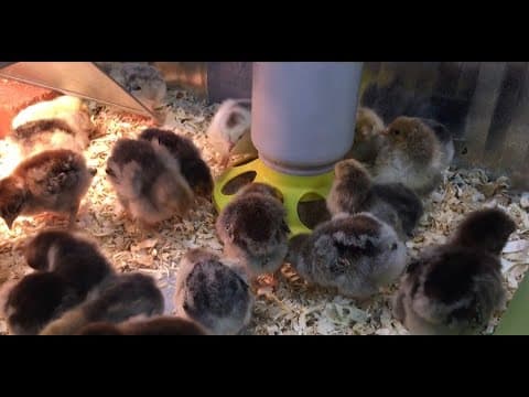 Hawthorne County Store celebrates Chicktopia on March 9