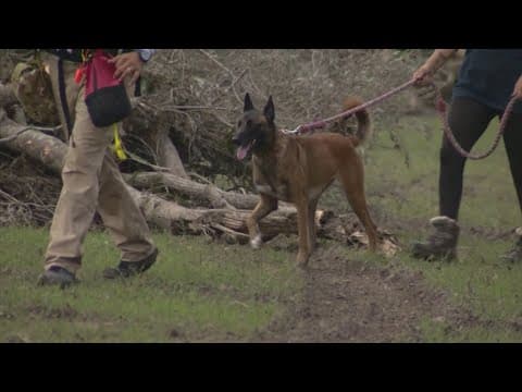 Cadaver dogs playing key role in bringing closure to families looking for Kerr County flood victims