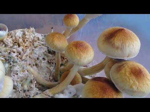 Latest Headlines | Psychedelic mushroom businesses could open in Denver