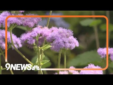 Dissatisfied with your garden? Try new plants