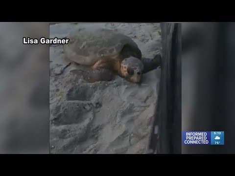 Sea turtle lost near Manasota Key construction site rescued