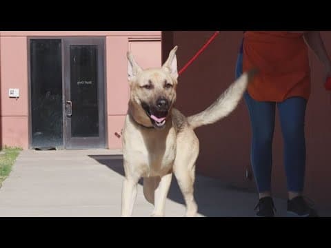 Tailwaggers: Meet Dean!