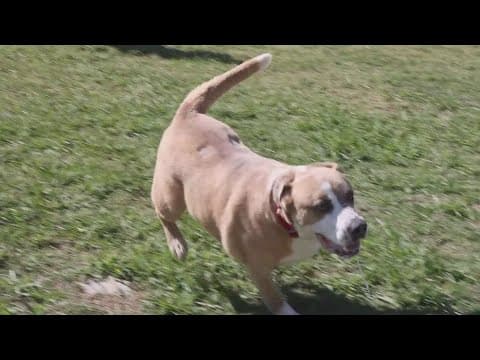 Tailwagger Tuesday: Meet the SPCA dog of the week