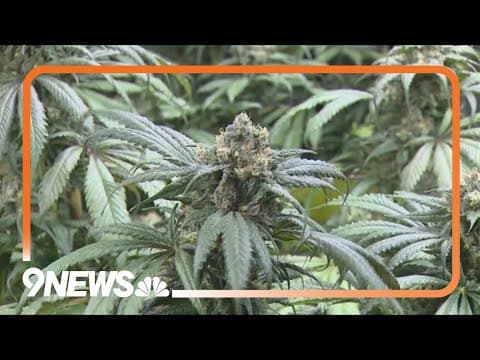 Health expert discusses plans to reclassify marijuana