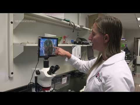 Researcher says spreading invasive tick species makes for 'tickier' year