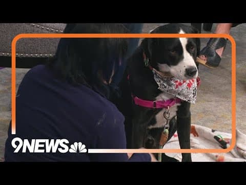 Taz, a sweet pup who's already crate and house trained, is looking for a family to snuggle